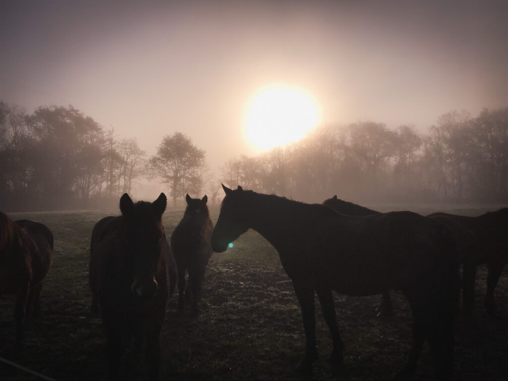 équicoaching :les chevaux nous accompagnent 